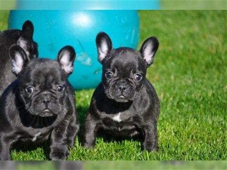 Twee Franse Blaue Bulldog Pups - 1