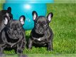 Twee Franse Blaue Bulldog Pups - 1 - Thumbnail