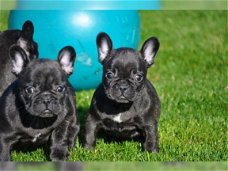 Twee Franse Blaue Bulldog Pups