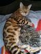 Bengaalse kittens beschikbaar.... - 1 - Thumbnail