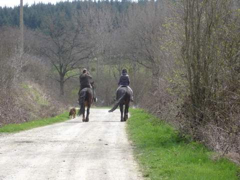 Liefdevol omgaan met paarden...chambres d'hotes Frankrijk - Afbeelding 4