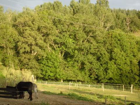 Liefdevol omgaan met paarden...chambres d'hotes Frankrijk - Afbeelding 5
