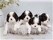 Cavalier King Charles-puppy's. - 1 - Thumbnail