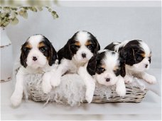 Cavalier King Charles-puppy's.