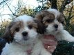 Mooie Shih Tzu Puppies - 1 - Thumbnail