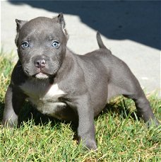 Supermooie pitbull terrier pups!