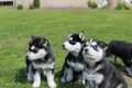 Twee Mooie Siberische Husky pups - 1 - Thumbnail