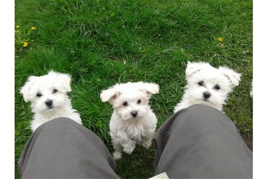 mini maltezer pups - 1