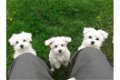 mini maltezer pups - 1 - Thumbnail