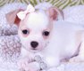Schattige Chihuahua Pups Beschikbaar. - 1 - Thumbnail