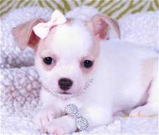 Schattige Chihuahua Pups Beschikbaar.