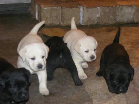 Perfect Labrador !!pupjes beschikbaar, - 1