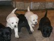 Perfect Labrador !!pupjes beschikbaar, - 1 - Thumbnail
