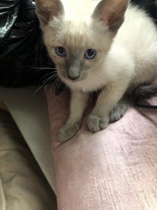 Mooie Ragdoll Kittens