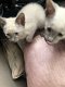 Ragdoll / Perzische kittens..... - 1 - Thumbnail