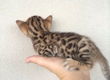 !!!!!Geregistreerde Bengaalse kittens!!!..!!!.... - 1 - Thumbnail