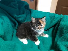 Bengaalse en Siberische mix kitten - 10 weken oud.!!
