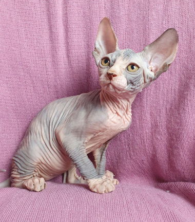 Sphynx Kittens klaar nu - nr. 1