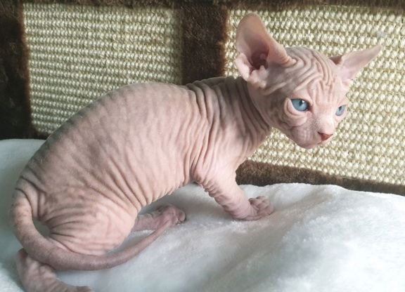 Sphynx Kittens klaar nu - Afbeelding 2
