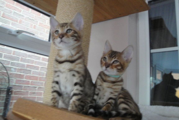 Schattige Bengal Hittens Beschikbaar - nr. 1