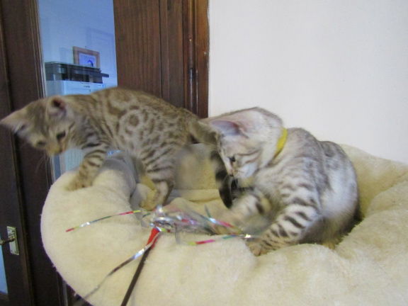 Schattige Bengal Hittens Beschikbaar - Afbeelding 2