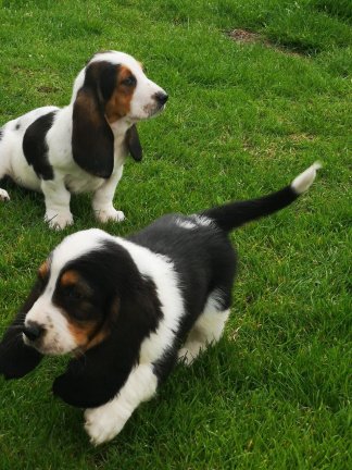 Gezonde Basset Hound-puppy's - nr. 1