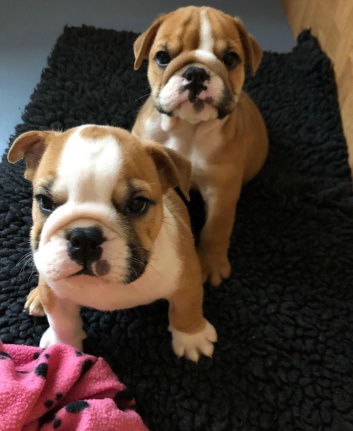 Mooi en gezond Engels Bulldog pups beschikbaar - nr. 1