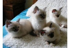 Stamboom Birman Kittens