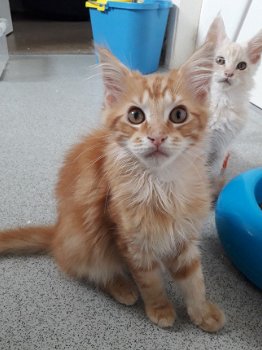 Maine Coon Kittens - 1