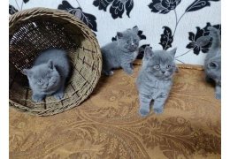 Prachtige Britse korthaar blauwe kittens - 1