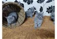 Prachtige Britse korthaar blauwe kittens - 1 - Thumbnail