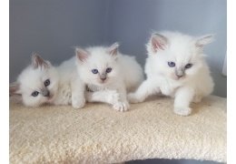 Mannelijke en vrouwelijke ragdollkatjes voor adoptie - 1