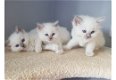 Mannelijke en vrouwelijke ragdollkatjes voor adoptie - 1 - Thumbnail