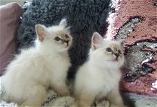 Twee raszuivere Birmaan-kittens