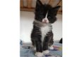 Charmant Maine Coon-katje - 1 - Thumbnail