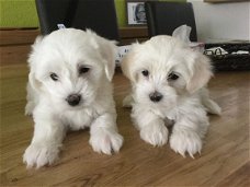 Mini maltezer pups