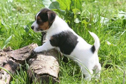 Mooie Jack Russell pups - 1