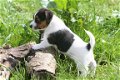 Mooie Jack Russell pups - 1 - Thumbnail