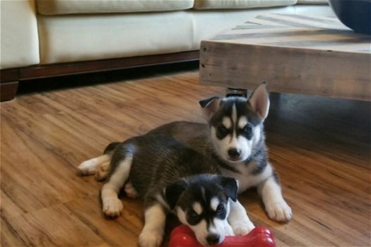 Kwaliteit Siberische Husky Pups - 1