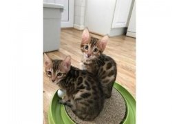 Prachtige Bengaalse stamboom en geregistreerde kittens - 1