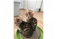 Prachtige Bengaalse stamboom en geregistreerde kittens - 1 - Thumbnail
