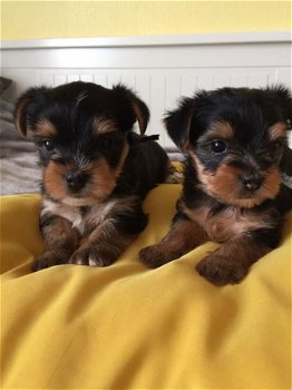 Yorkie pups met stamboom - 1