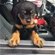 Intelligente Rottweiler Puppies beschikbaar nu! - 1 - Thumbnail