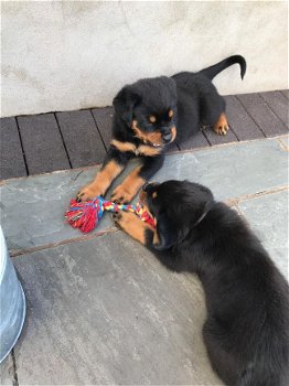 Intelligente Rottweiler Puppies beschikbaar nu! - 2