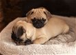 Gezonde pug pups - 1 - Thumbnail