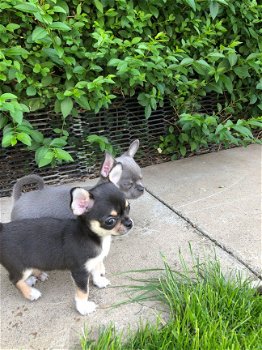 Twee Chihuahua pups - 1