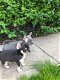 Twee Chihuahua pups - 1 - Thumbnail