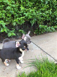 Twee Chihuahua pups