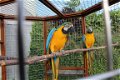 Macaw papegaaien nu klaar. - 1 - Thumbnail