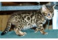 Leuke Bengaalse kittens beschikbaar - 1 - Thumbnail